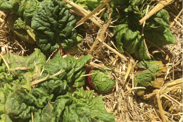 Rhubarb