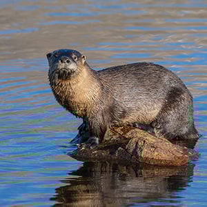 The Colorado River Otter
