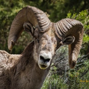 Rocky Mountain Bighorn Sheep Colorado