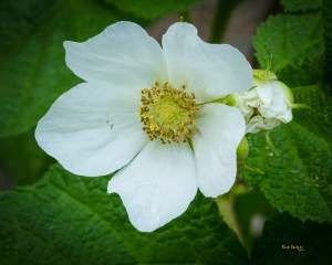 Rocky Mountain ThimbleBerry Colorado Edible Plant