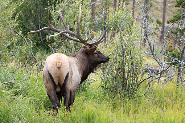 Rocky_Mountain_Elk_RMNP