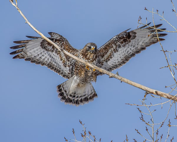 Rough Legged Hawk