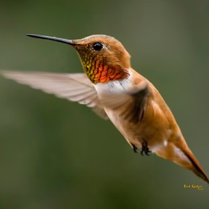 Rufous Hummingbird in flight