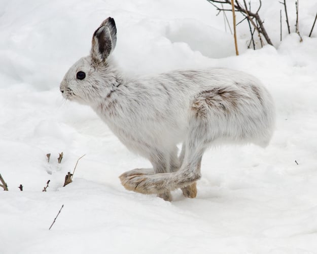 Running Snowshoe Hare