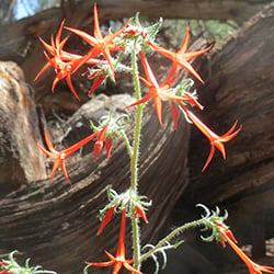 Scarlet-Gilia-Ipomopsis-aggregata_Wildflower-Vail-Colorado-Walking-Mountains-Science-Center