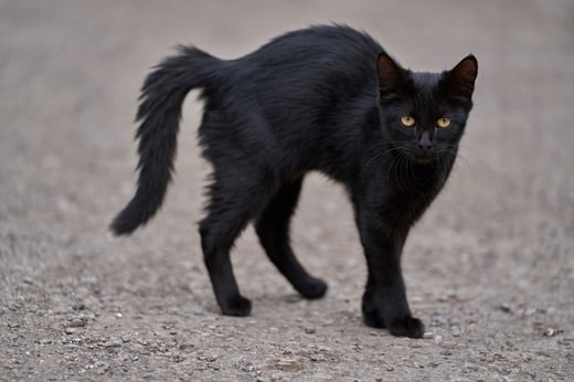 Single Black Cat
