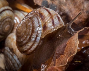 Snails help with decomposition 