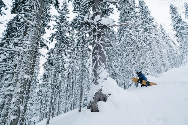 Snowboarding Tree Run