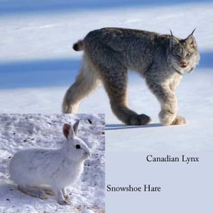 Snowshoe-CN-Artivle-Photo