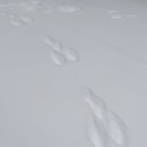 Snowshoe-Hare-Tracks