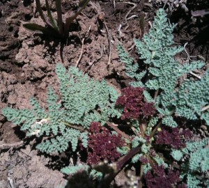 Spring Plants Blooming Vail Colorado