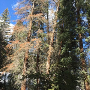 Spruce Beetles Colorado
