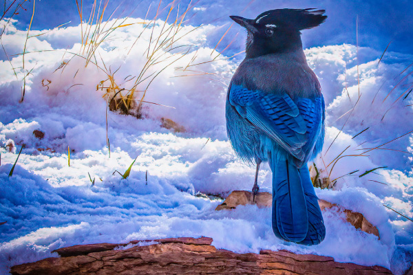 Stellars-jays-and-other-birds-will-often-clean-up-seed-that-is-spilled-on-the-ground-600x400