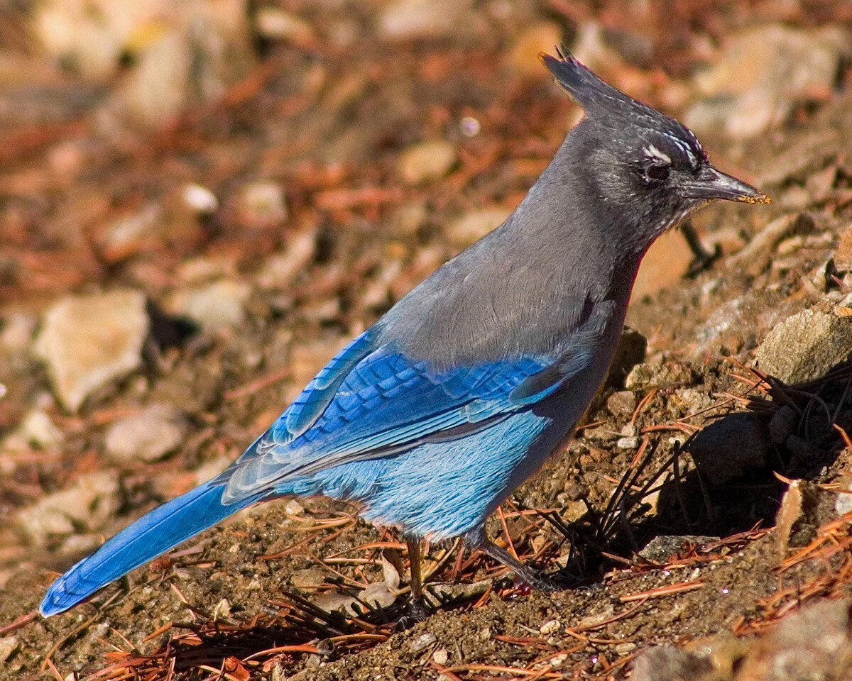 StellarsJay