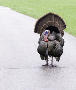 Adult male turkey (binomial name Meleagris gallopavo), probably wild but somewhat domesticated, standing on paved path in St. James Farm Forest Preserve, Warrenville, Illinois, USA, in spring-1