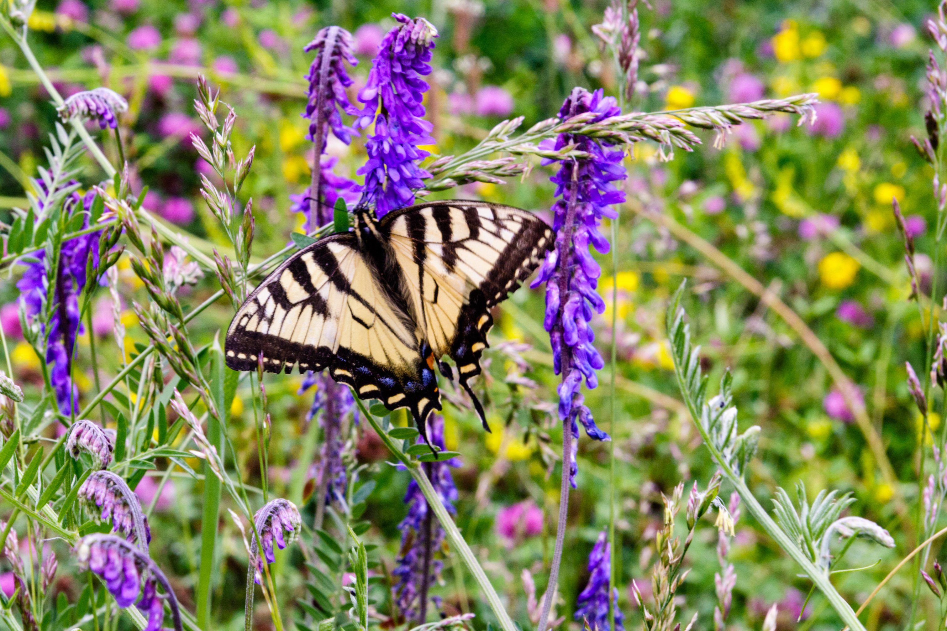 Swallowtail-Butterfly-American-Vetch