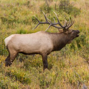 The Deer and Elk Rut in Colorado