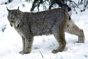 The Lynx in Colorado and Vail