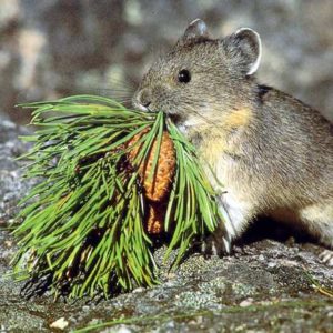 The Pika in The Colorado Rocky Mountains and Vail Valley