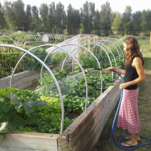 The Science Behind Backyard Gardening