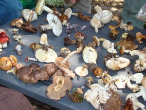 The Science Behind Colorado Mushrooms