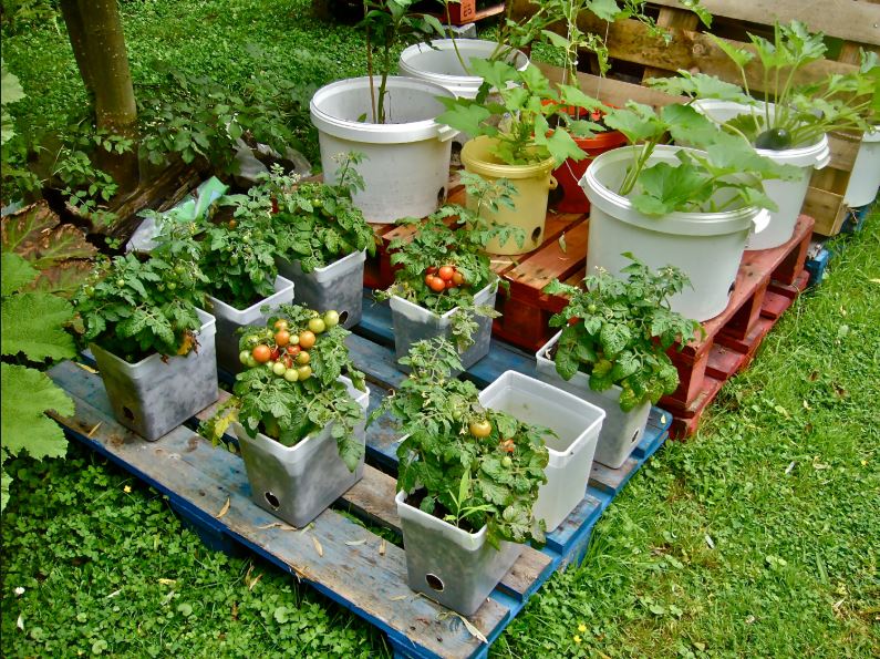 The Science Behind Container Gardening