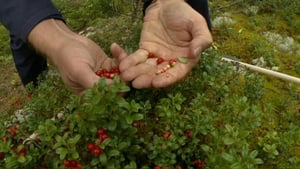 The Science Behind Foraging