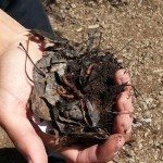 The Science Behind Worm Composting 1