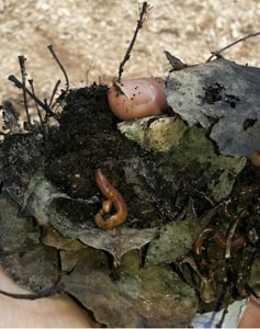 The Science Behind Worm Composting and Vermicomposting