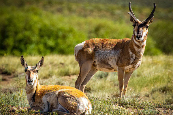 The-pronghorn-rut-may-be-curtailed-when-there-is-significant-snow.-600x400