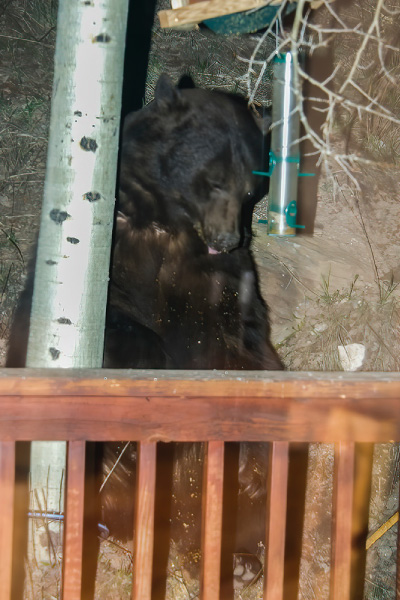 This-black-bear-climbed-an-aspen-to-tear-down-some-bird-feeders-that-were-10-feet-off-the-ground-400x600