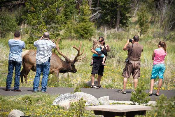 This-is-a-really-bad-idea!-Many-people-are-injured-or-killed-each-year-by-getting-too-close-to-wildlife-600x400