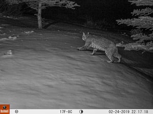 Bobcat on a trail cam