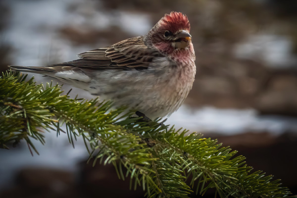 Trees-near-feeders-provide-cover-and-protection-for-birds-like-this-finch-that-visit-your-feeders-600x400