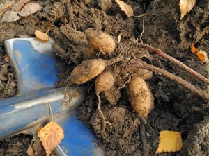 Tubers