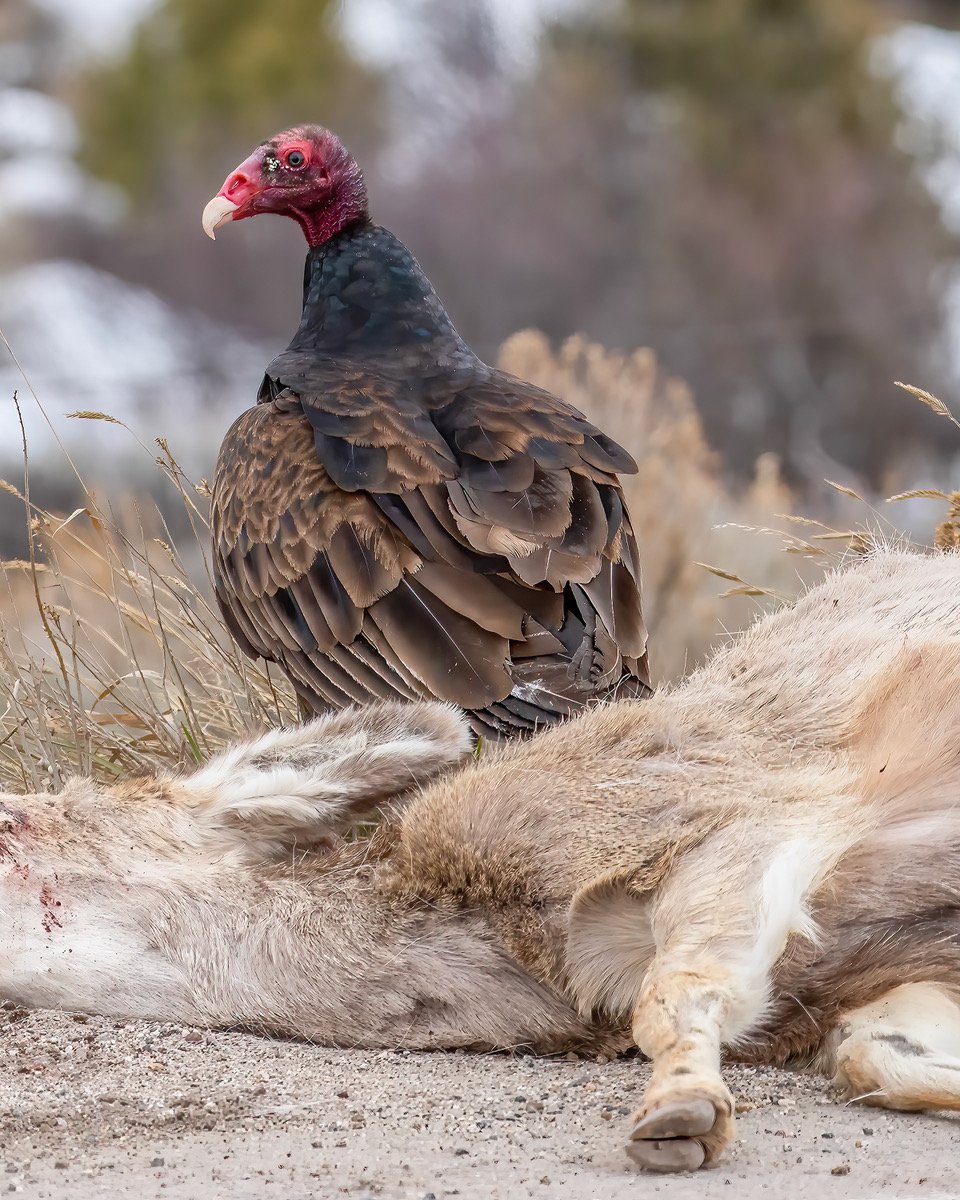 TurkeyVulture