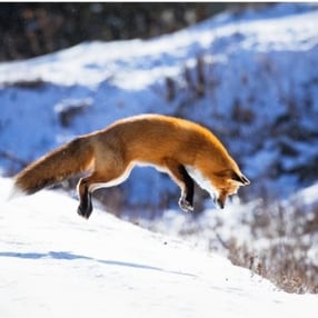 fox hunting in snow