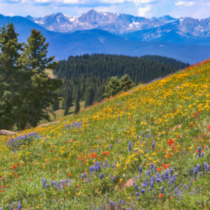 Vail Colorado Wildflower Viewing