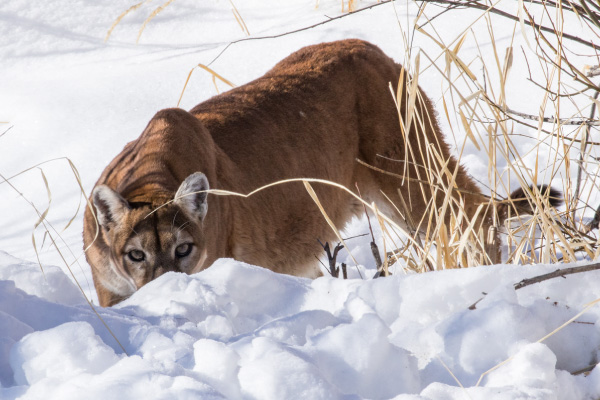 Very-few-people-have-even-seen-a-mountain-lion.-Lion-attacks-on-people-are-rare.-If-you-do-encounter-one,-stand-and-face-the-animal-600x400