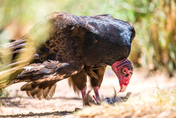 Vulture Picture 3