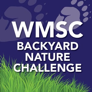 WMSC-BAckyard-NAture-Challenge