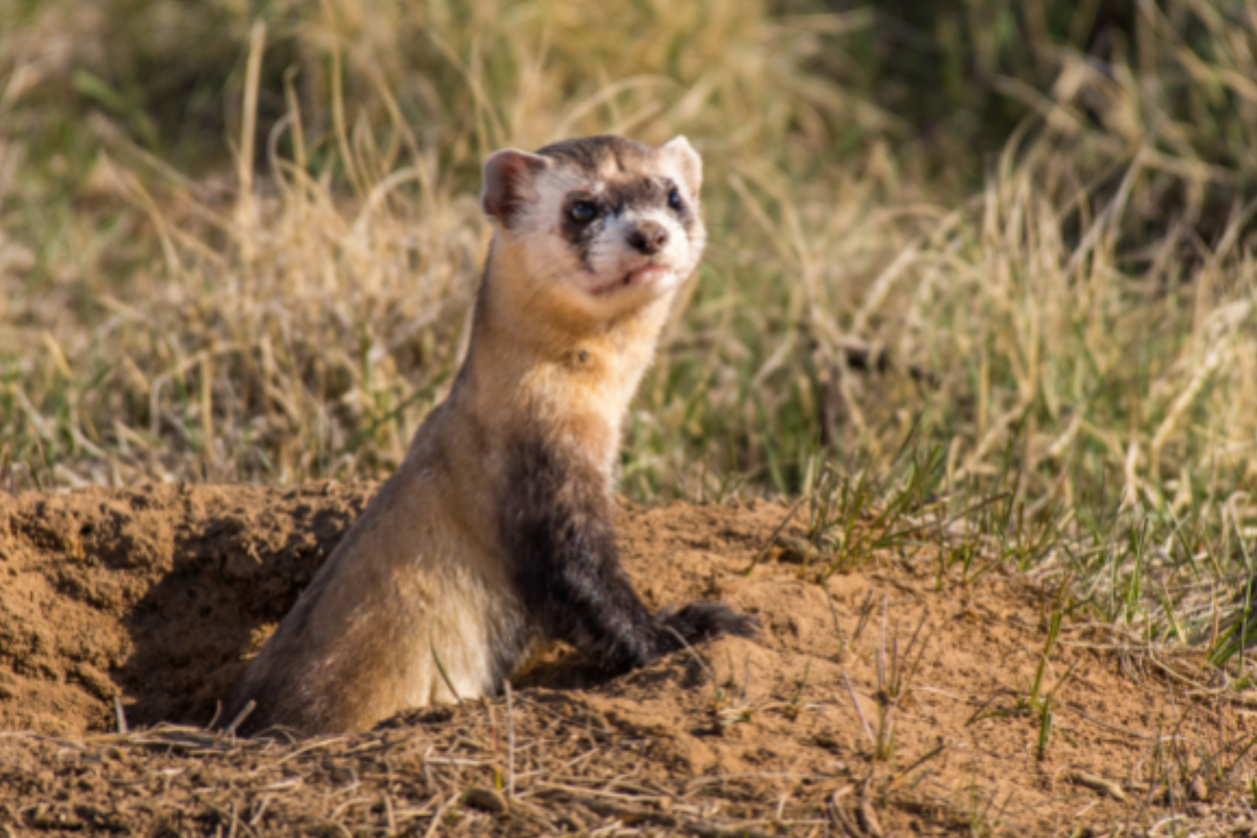 WMSC-Black-Footed-Ferret