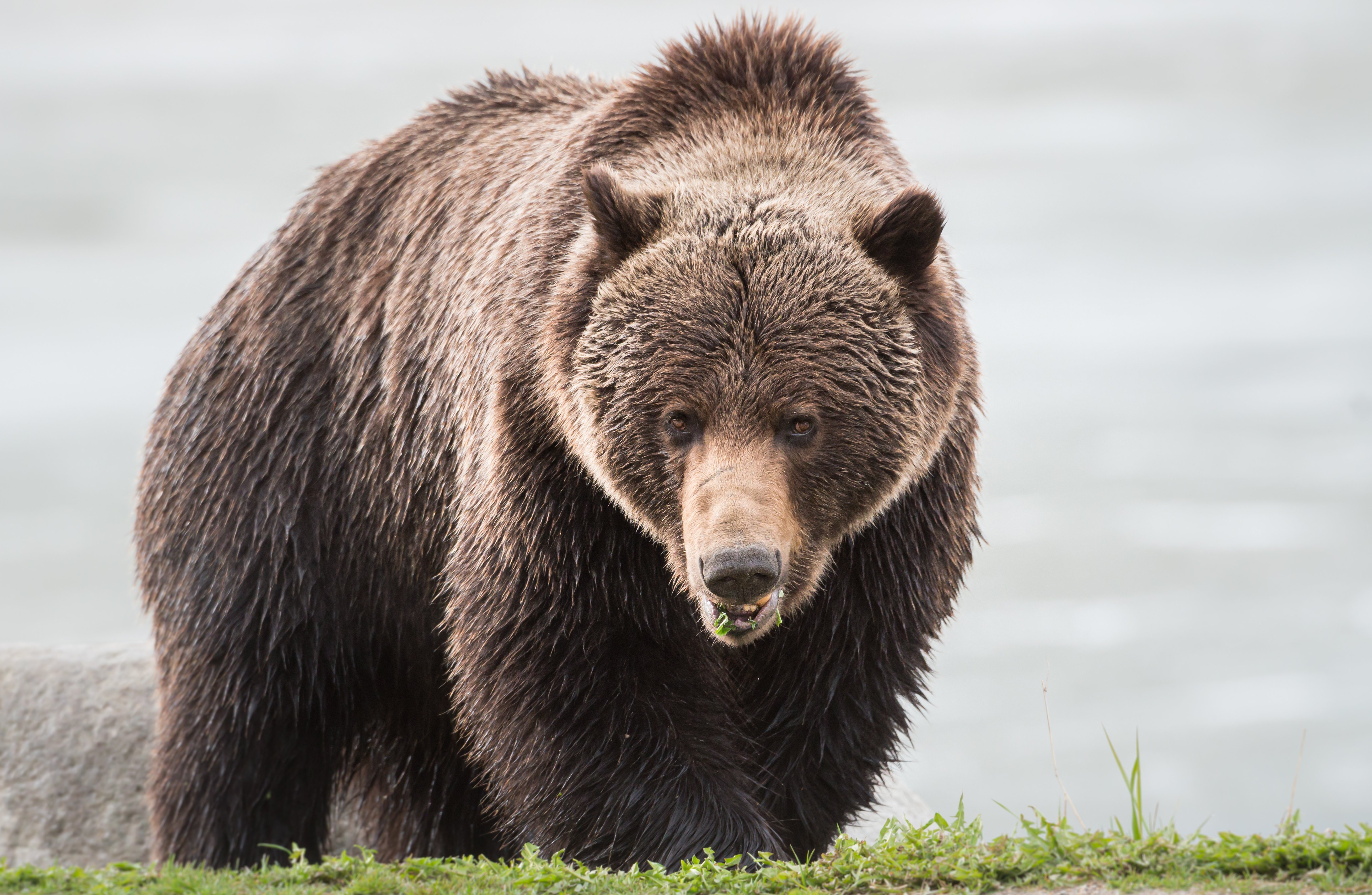 WMSC-Grizzly-Bear