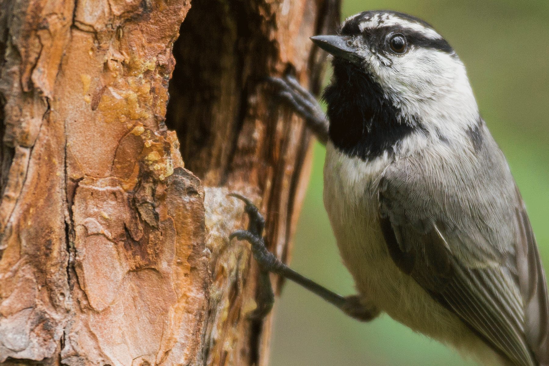Mountain Chickadee in a Nesting Cavity