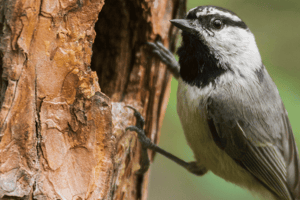 Mountain Chickadee in a Nesting Cavity