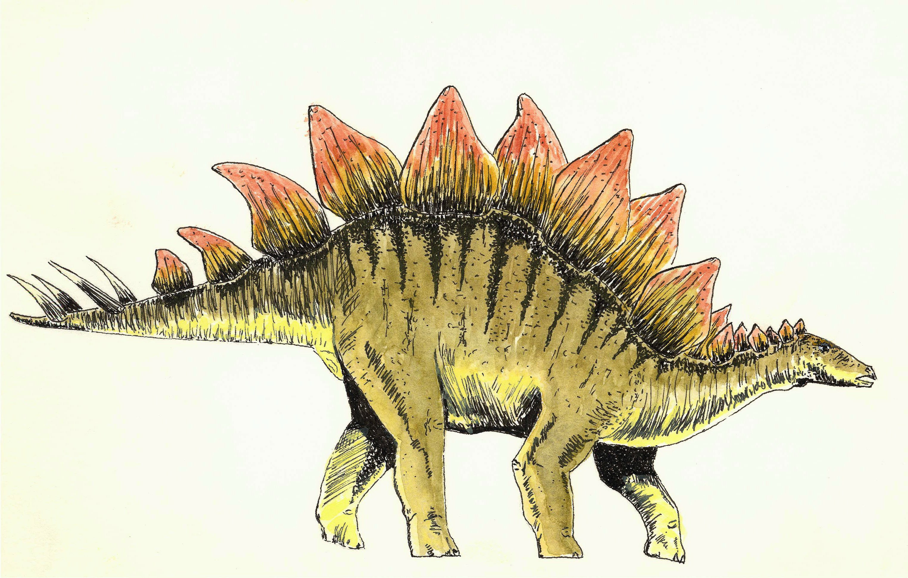 WMSC-Stegosaurus-Sketch-AdobeStock_368097868