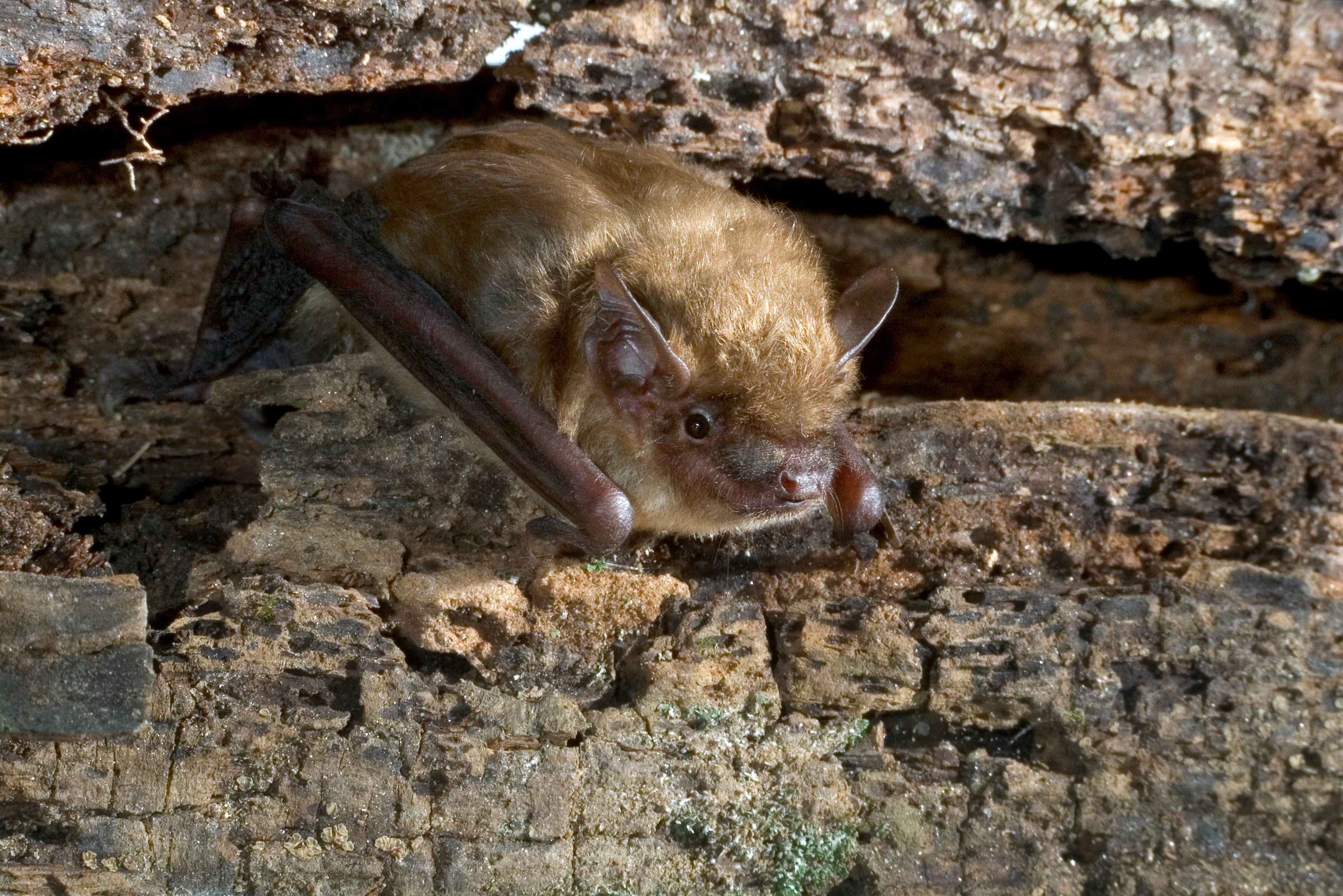 WMSC-Stock-Brown-Bat