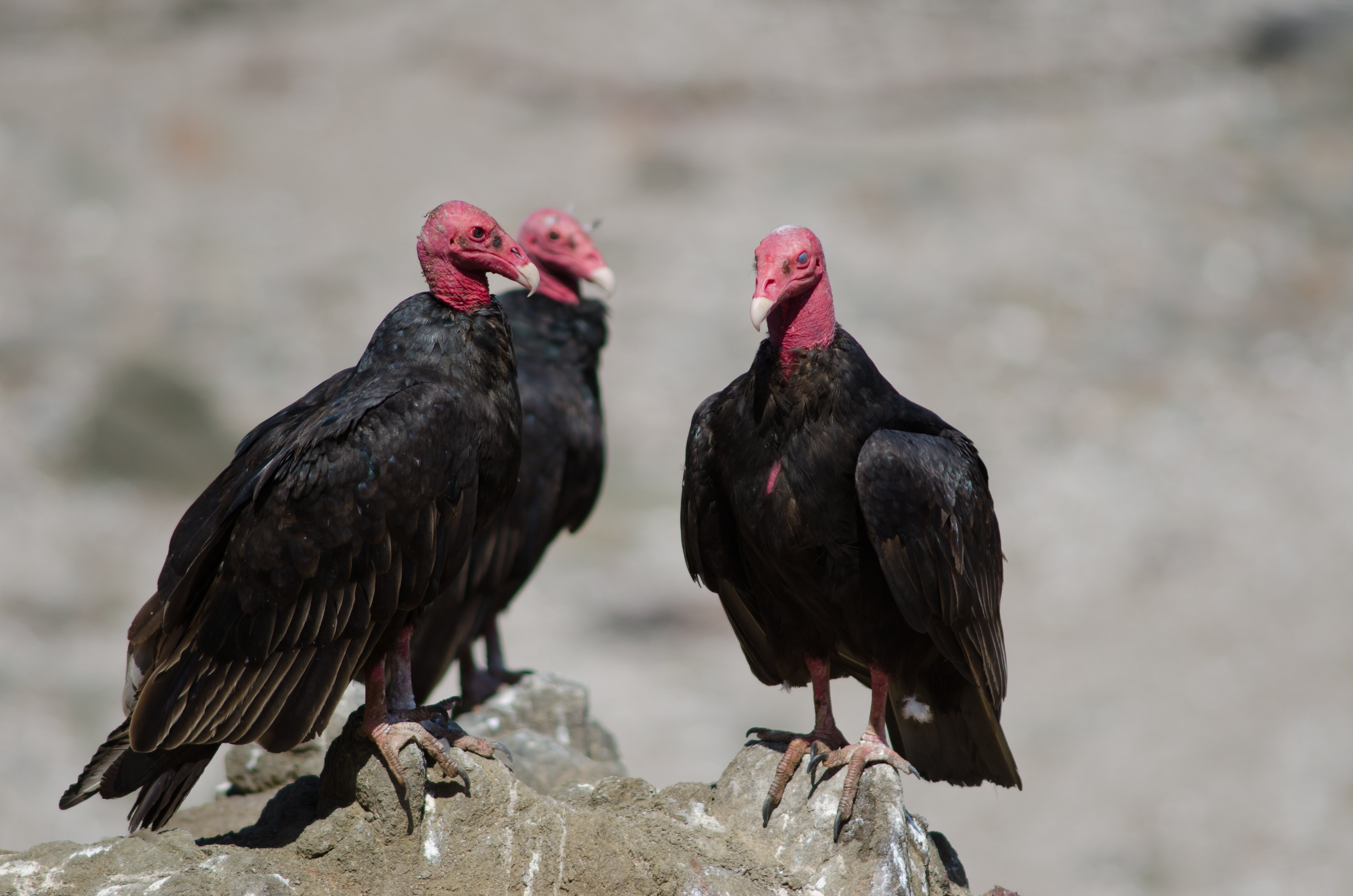 WMSC-Turkey-Vultures