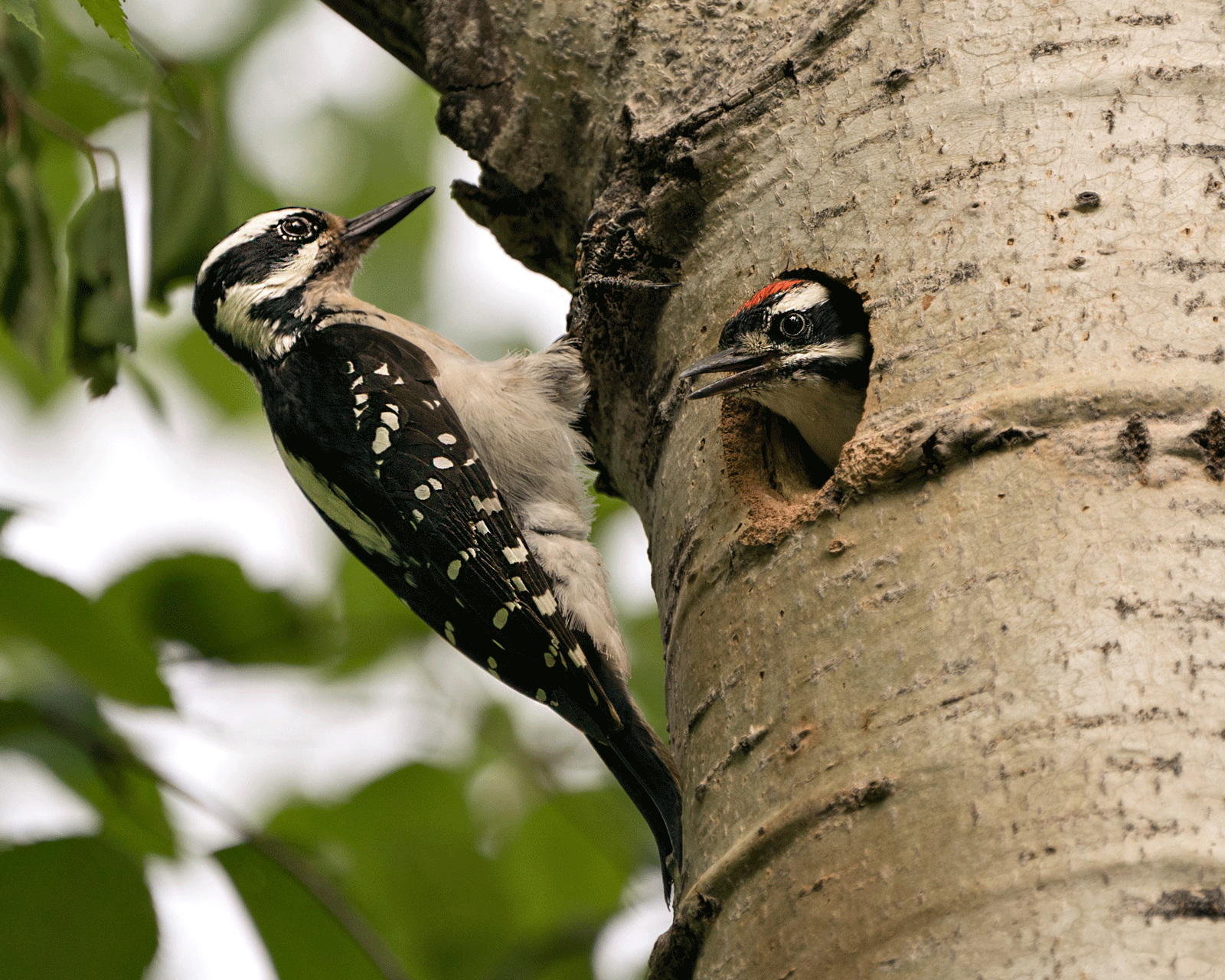 WMSC-Woodpecker-Baby