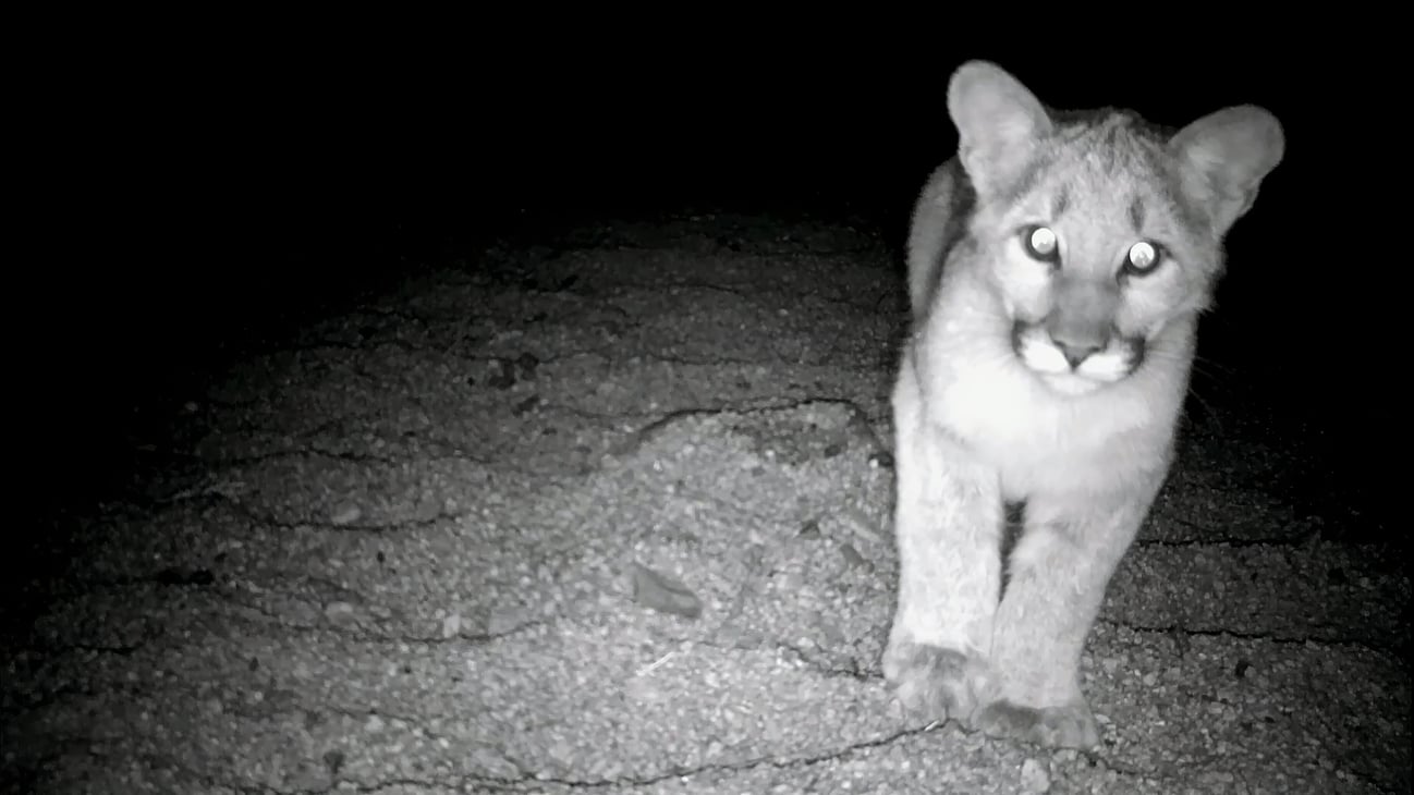 Eyeshine color and animals Who is looking at you?